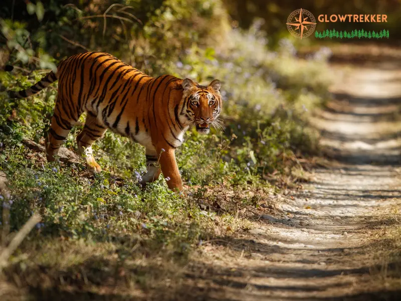 zone 9 ranthambore